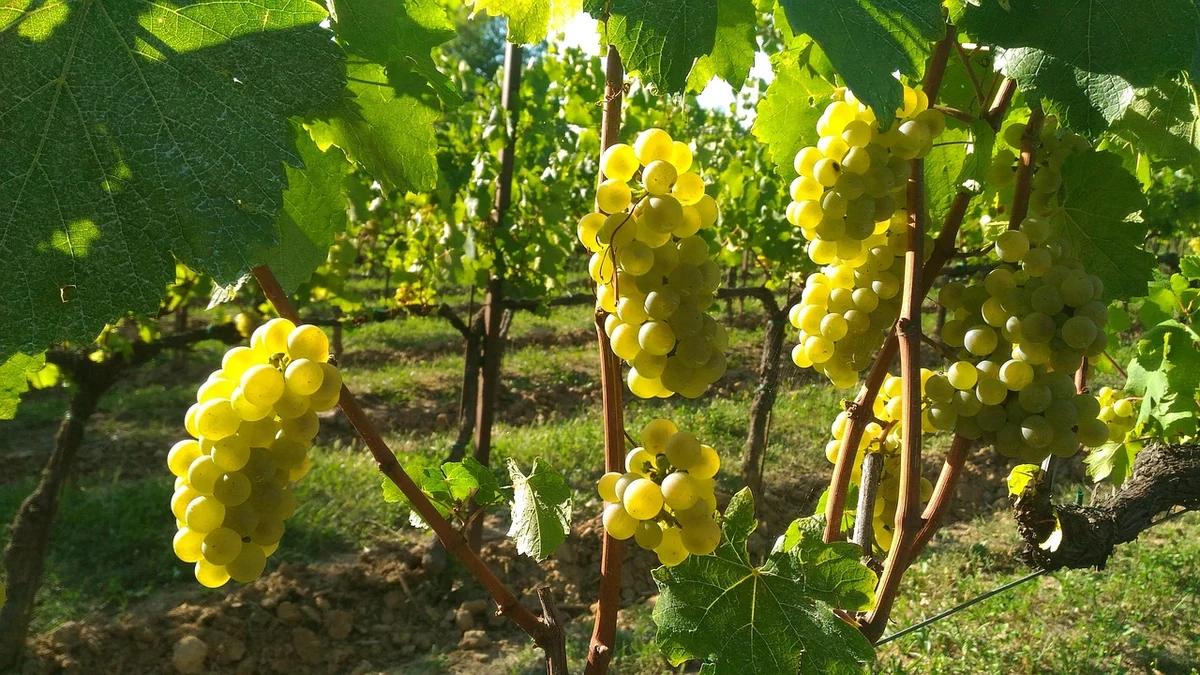 1701 Franciacorta — Cantine e Vino Lago di Garda