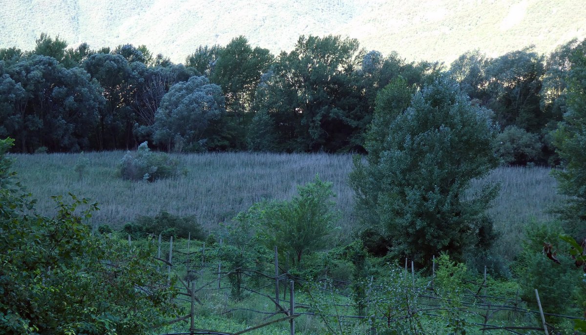 Biotopo Palù di Borghetto