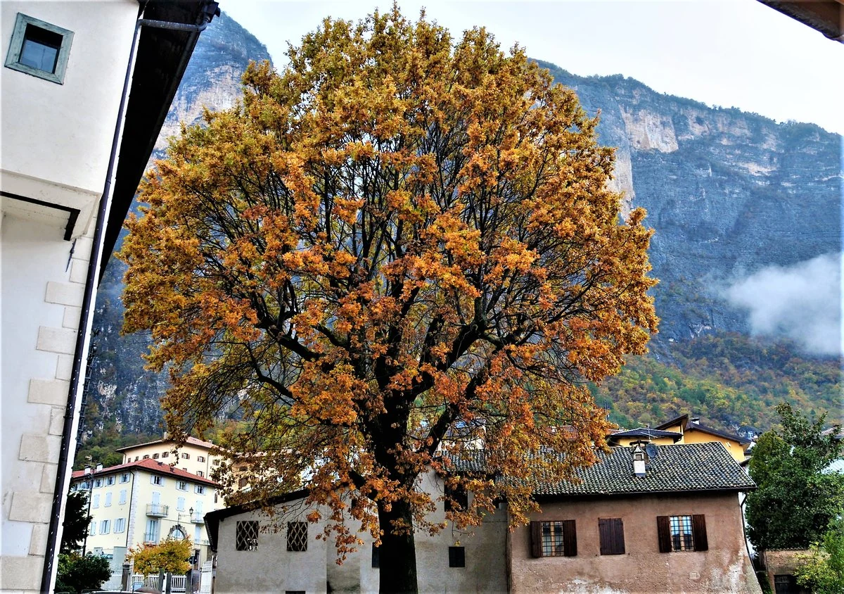 farnia, Mezzocorona — Musei e Monumenti Lago di Garda