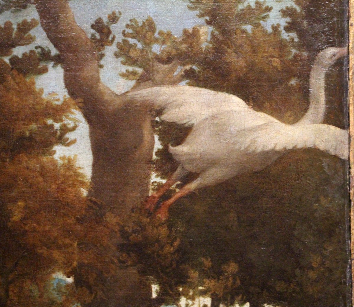 Il Cigno