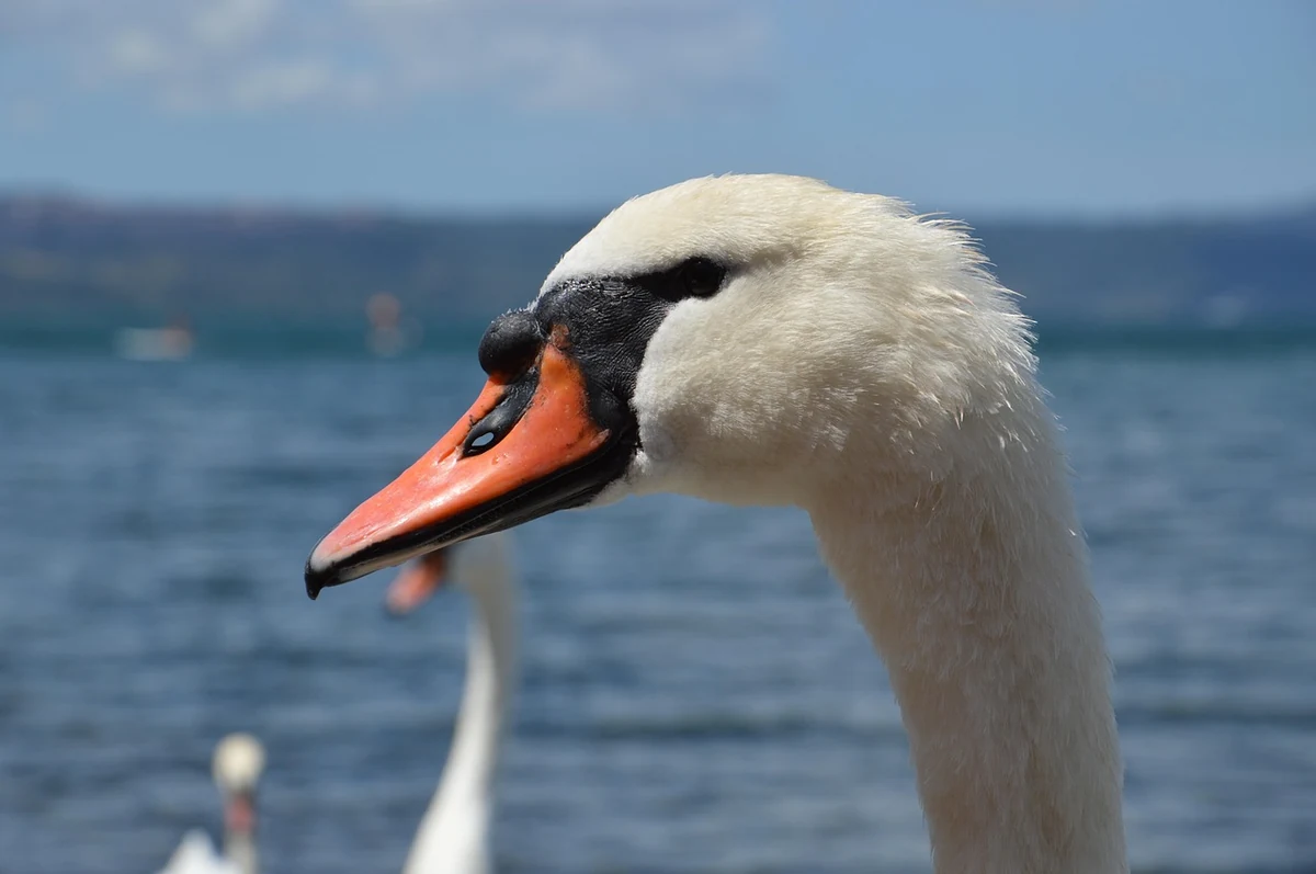 Il Cigno, Mantua — Ristoranti Michelin Lago di Garda