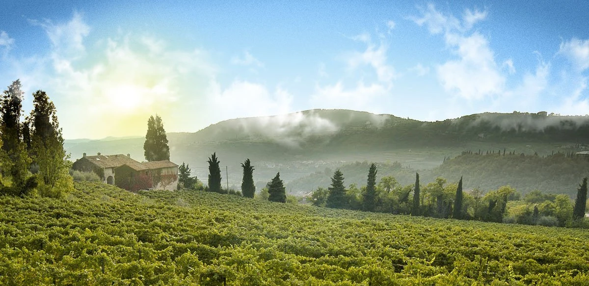 Masi Agricola — Cantine e Vino Lago di Garda