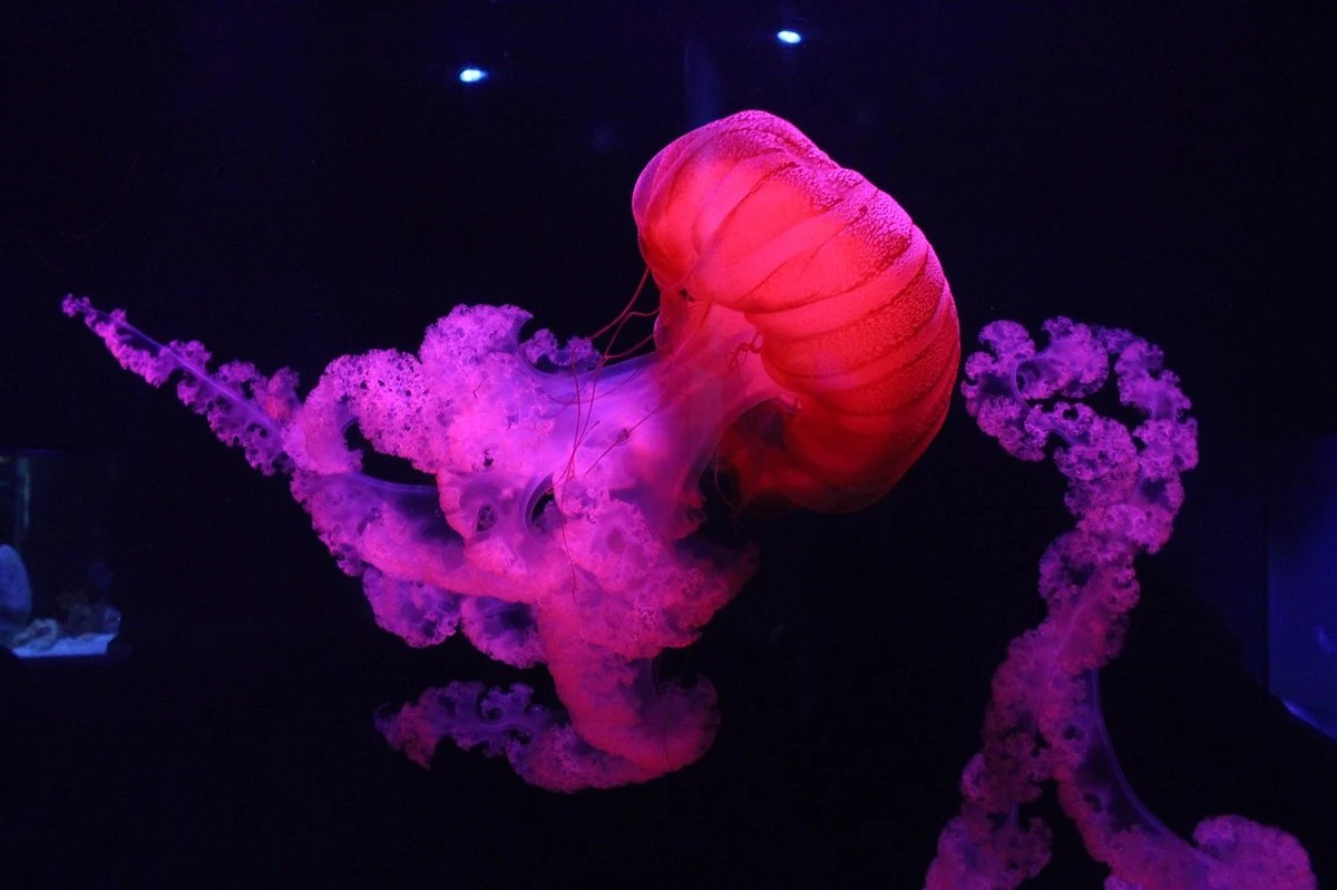 SEA LIFE Aquarium Gardaland — Parchi e Divertimenti Lago di Garda